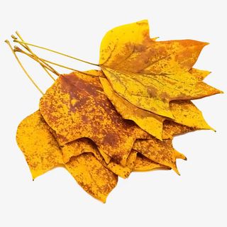 几千枯叶免抠 几千枯叶免抠