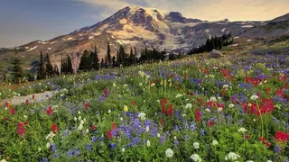 风景,背景,png,素材高清