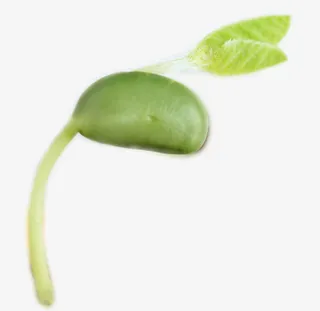 绿色嫩豆芽免抠