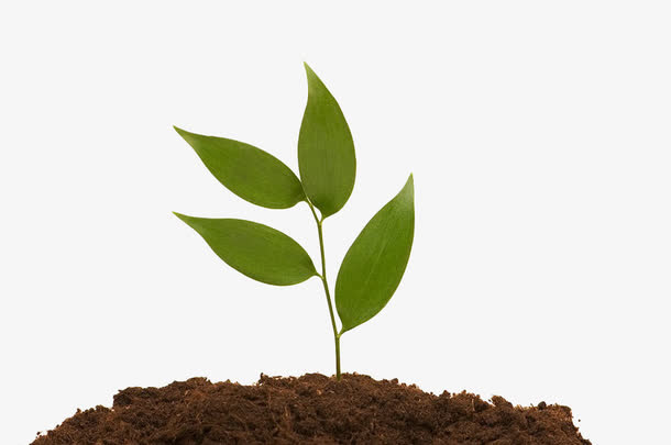 土壤植物免抠