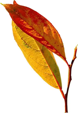 泛黄的树叶免抠