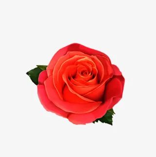 玫瑰免抠