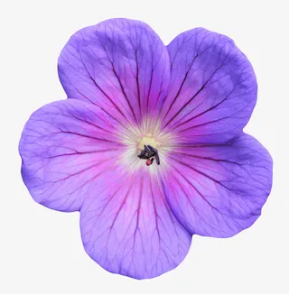 紫色植物带纹理的一朵大花实物免抠