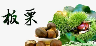 新鲜板栗素材免抠