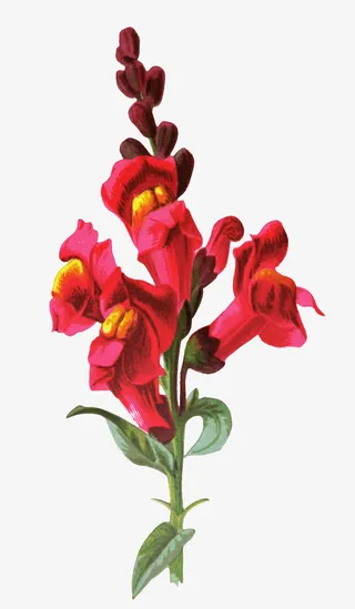 中国风花朵插画免抠