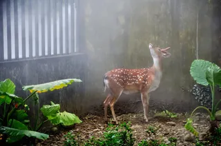 可爱小鹿图片素材免抠
