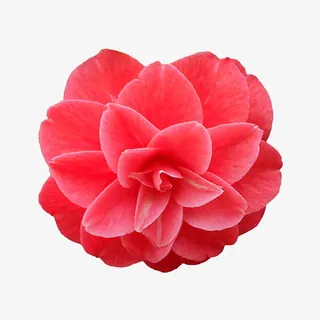 一朵红色的盛开的山茶花免抠免抠