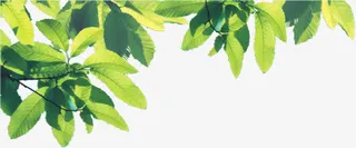 春天绿色树叶装饰设计免抠