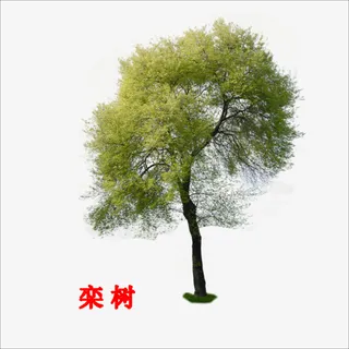 栾树免抠
