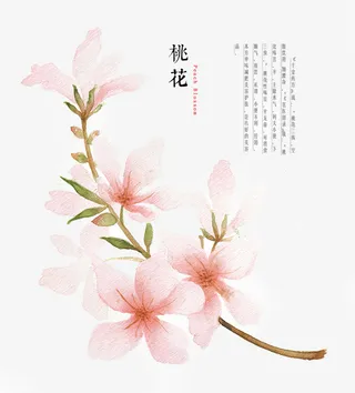 桃花枝手绘花朵古风元素免抠