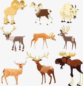 藏羚羊梅花鹿插画免抠
