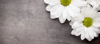 白色雏菊清新背景图高清