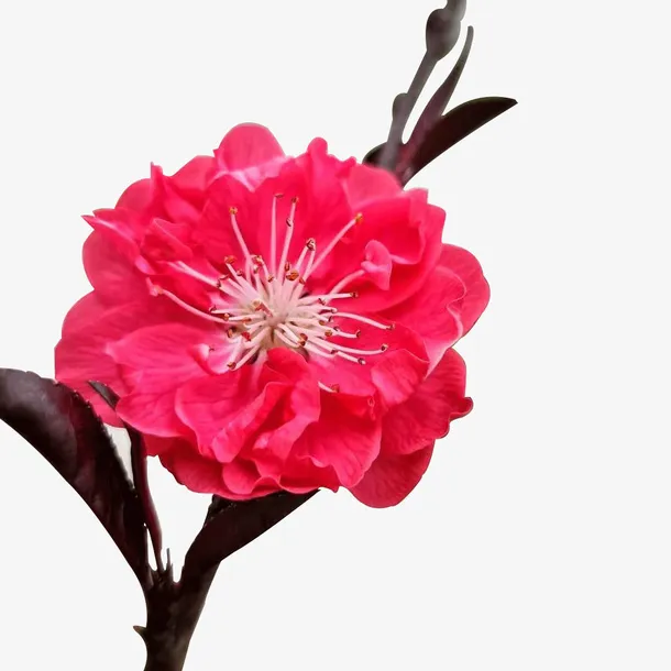 早春桃花免扣元素免抠