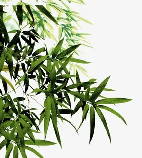 竹子 竹叶 中国风 中国元素茶免抠 竹子 竹叶 中国风 中国元素茶免抠