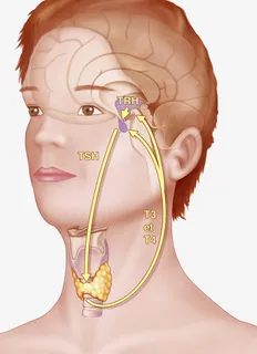 甲状腺分泌激素免抠