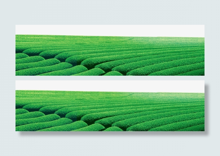 茶叶绿色田地梯田png免抠