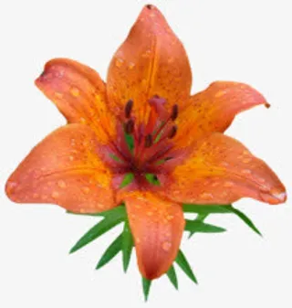 橙色盛开百合花免抠