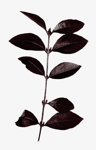 枯枝免抠