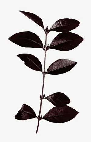 枯枝免抠