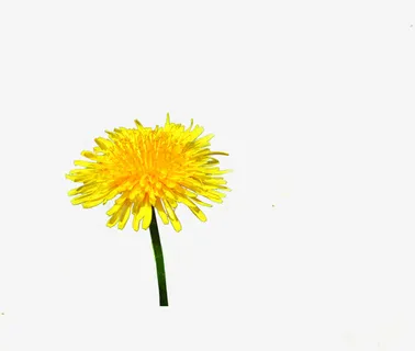 春天黄色野外蒲公英免抠