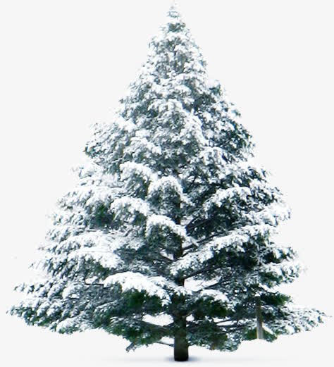 冬季雪花植物大树免抠