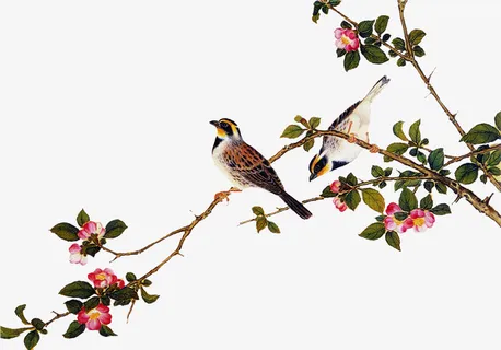 树枝上的小鸟免抠