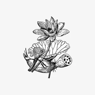 美丽手绘莲子素描免抠