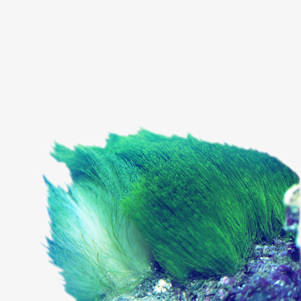 海草装饰免抠
