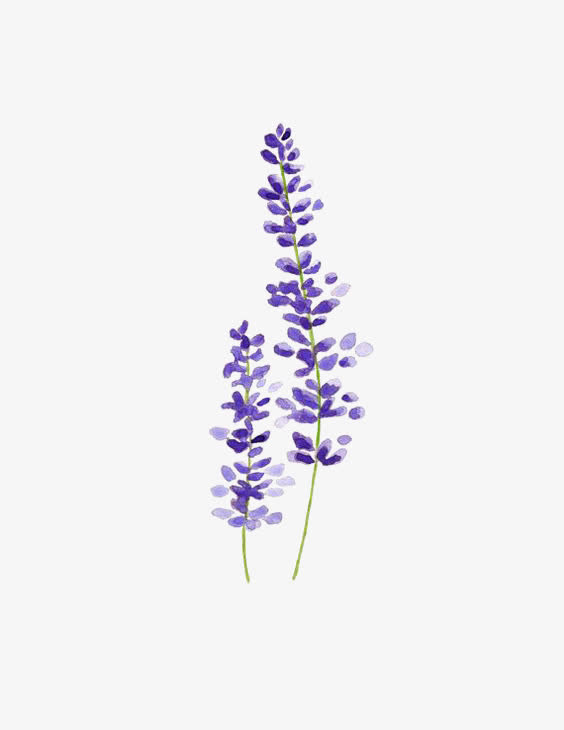 紫色薰衣草水彩画免抠
