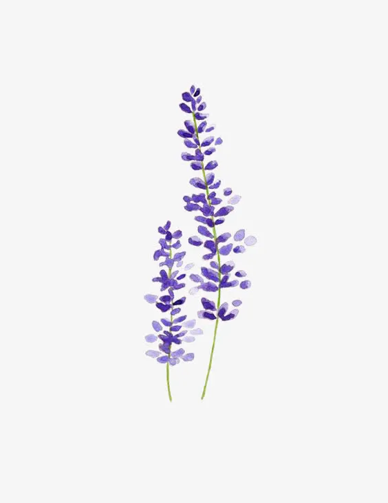 紫色薰衣草水彩画免抠