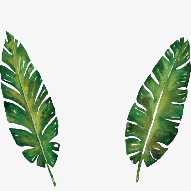 绿色植物手绘小清新免抠
