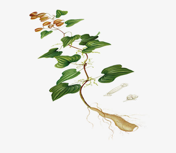 山药免抠