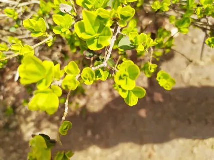 春天  绿色 花坛免抠