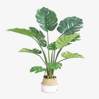 绿树的植物免抠