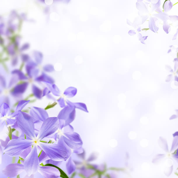 紫色小花绿叶边框免抠