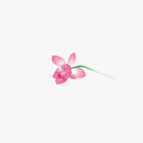 荷花免抠