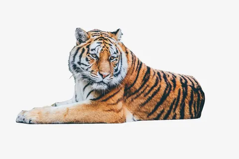 真老虎侧面照片免抠