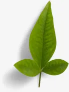水彩树枝树叶PNG免抠免抠
