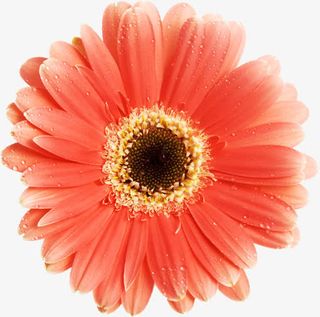 红色高清盛开花朵免抠