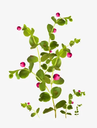 绿色树枝红色花朵免抠