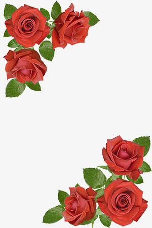 抽象花朵鲜花花卉  精美玫瑰花免抠