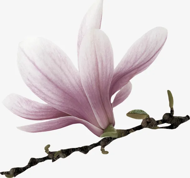 花草矢量图素材线描花卉免抠
