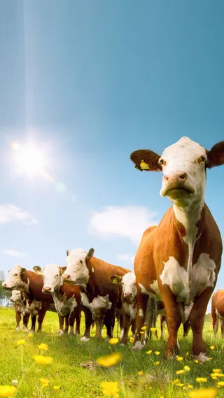 清新牧场H5背景高清