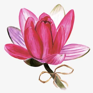 粉色的荷花免抠