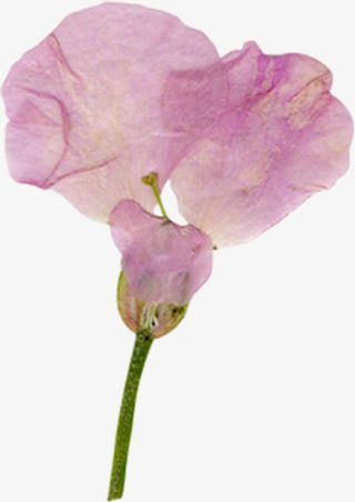 精美压花干花粉色花瓣免抠