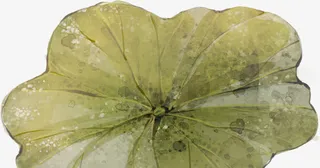 手绘黄色水墨荷叶免抠