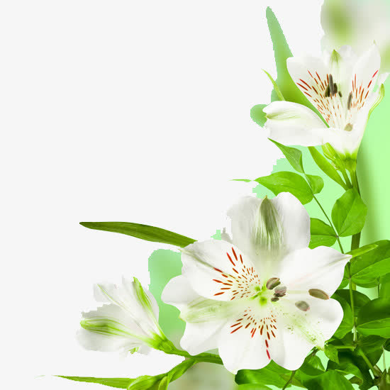 花朵边框免抠