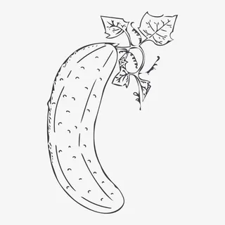 手绘苦瓜免抠 手绘苦瓜免抠
