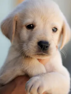 可爱高清小狗表情免抠