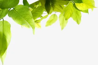 唯美绿色边框遮罩免抠